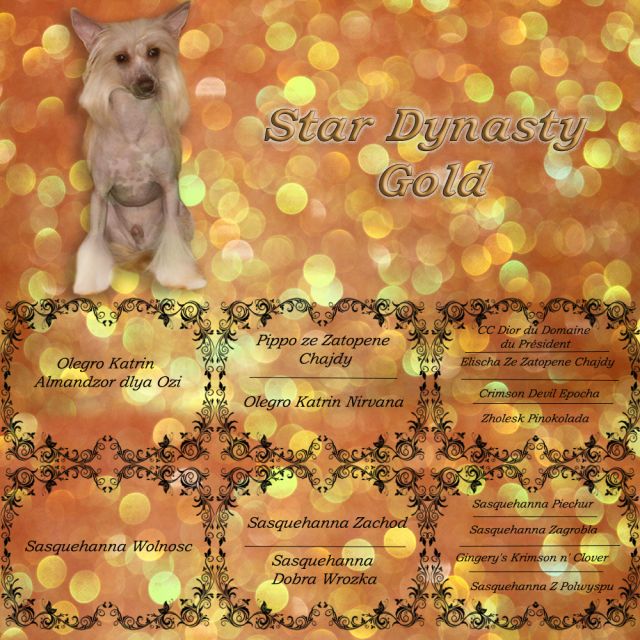 Star Dynasty Gold