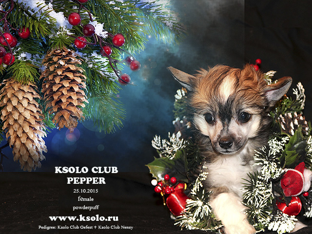 Ksolo Club Pepper