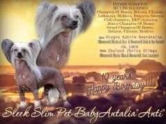 Sleek Slim Pet-Baby Antalia