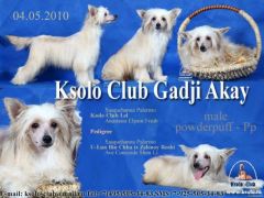 Ksolo Club Gadji Akay