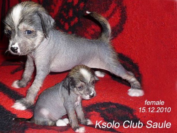 Ksolo Club Saule