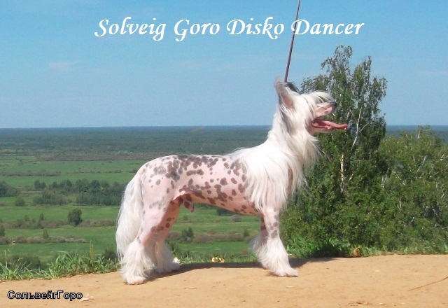 Solveig Goro Disco Dancer