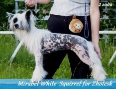 Mirabel' White Squirrel for Zholesk