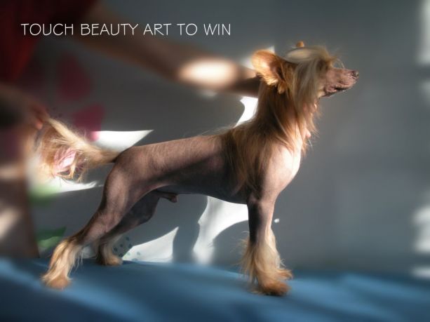Touch Beauty Art To Win