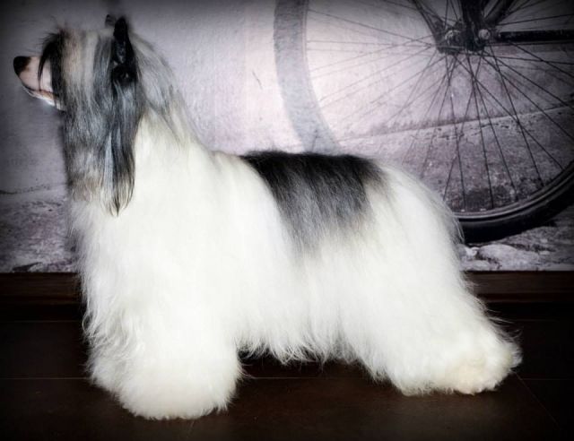 Anna Sky Kennel Omega Lux