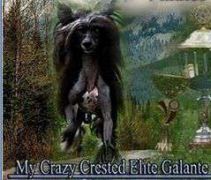 My Crazy Crested Elite Galante