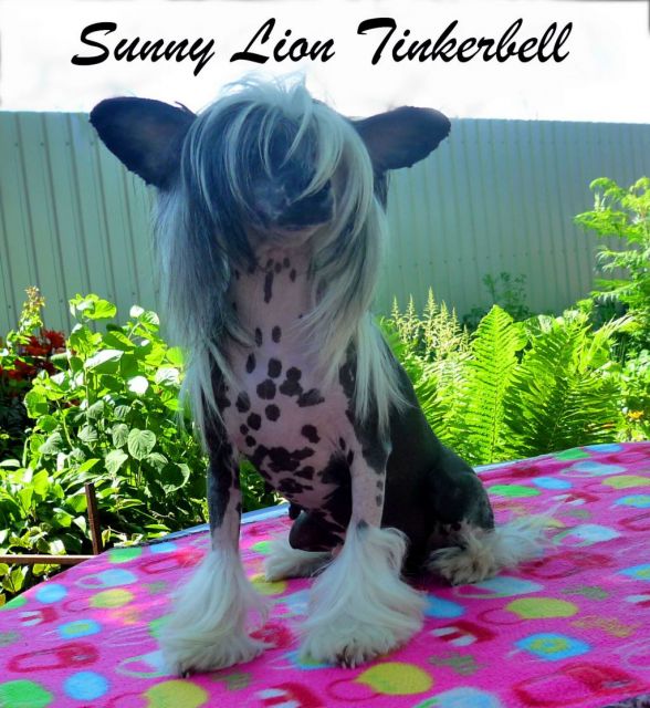 Sunny Lion Tinkerbell