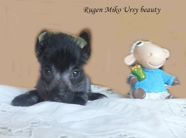 Rugen Miko Ursy beauty