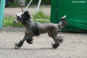 Club Dog Show Candidat in Club Winner – hairless female Angel Look Illusion Of Flight
