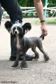 Club Dog Show Candidat in Club Winner – hairless female Angel Look Illusion Of Flight