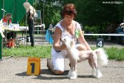 Club Dog Show Candidat in Club Winner – hairless female Dogland Happy Ispania