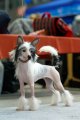 International Dog Show CACIB – hairless female Grand Passage Carmelita