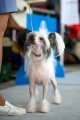 International Dog Show CACIB – hairless female Mashama Mazi Rus Ukengee Grand Passage