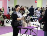 Club Dog Show Candidat in Club Winner – powderpuff female Sofiris Show Massandra