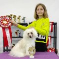 Национальная выставка собак CAC – сука Star Show Bon Ami Ivy