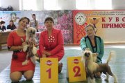 Интернациональная выставка собак CACIB – голая сука Ashantal Envy Of The Gods