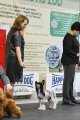 Региональная выставка собак CAC – голый кобель Lorita Star Pervyy Potseluy