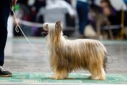 Национальная выставка собак CAC – пуховый кобель Star Dynasty Glamor