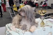 Интернациональная выставка собак CACIB – пуховая сука Diao Chan´s Aimeia