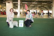 Интернациональная выставка собак CACIB – пуховый кобель Invisible Charm Gattaca