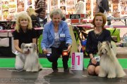 Интернациональная выставка собак CACIB – Латвия, Рига (Рига)