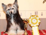 International Dog Show CACIB – powderpuff female Luniks Stail Allison Stokke
