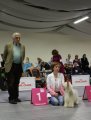 Интернациональная выставка собак CACIB – Россия, Петербург (Санкт-Петербург)