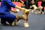 International Dog Show CACIB – hairless male Be My Dog's Megabucks