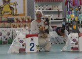 Regional Dog Show CAC – Russia, Smolensk (Smolensk)