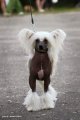 Национальная выставка собак CAC – голый кобель Apriori Vip Never Say Never Soltanto