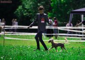 Regional Dog Show CAC – Russia, Mytishchi (MO)