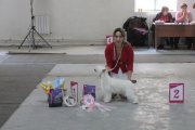 Club Dog Show Club Winner – powderpuff female Ashantal Janise
