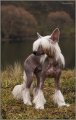 Интернациональная выставка собак CACIB – голая сука Roberta Perfetto Amico