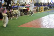 Интернациональная выставка собак CACIB – голая сука Ashantal Ensign Of Perfection