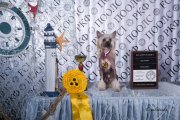 Интернациональная выставка собак CACIB – голый кобель Ashantal Jermain