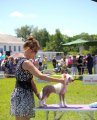 Региональная выставка собак CAC – голый кобель Danika Star Go For A Dream Grand Show