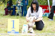 Club Dog Show Candidat in Club Winner – hairless male Bi-Lav Plus Show Lover