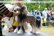 Club Dog Show Candidat in Club Winner – hairless male Gallaktik Demir Oliver Korol Loyda