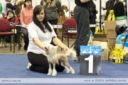 Club Dog Show Club Winner – hairless female Status Imperial Only You
