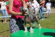 Интернациональная выставка собак CACIB – голая сука Sleek Slim Pet-Baby Antalia