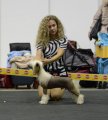 Интернациональная выставка собак CACIB – голый кобель Rolana Family Interstellar