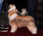 Национальная выставка собак CAC – пуховая сука Brilliantovaya Koketka Iz Doma Tashi