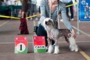 Интернациональная выставка собак CACIB – голый кобель Olegro Katrin Amore Mio