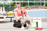 Club Dog Show Candidat in Club Winner – Russia, Vologda (Vologda)
