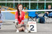 Club Dog Show Candidat in Club Winner – hairless female Vivalen Chuvstvo Prekrasnogo