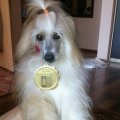 Интернациональная выставка собак CACIB – пуховый кобель Alvine Band Redhi Golden Boy