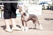 Club Dog Show Candidat in Club Winner – hairless male Angel Look Porter