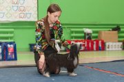 Национальная выставка собак CAC – Россия, Иркутск (Иркутская область)