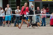Национальная выставка собак CAC – пуховый кобель Baikal Dream Amber Sunbeam