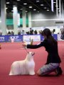 Интернациональная выставка собак CACIB – Корея, Республика, Сеул (Seoul)